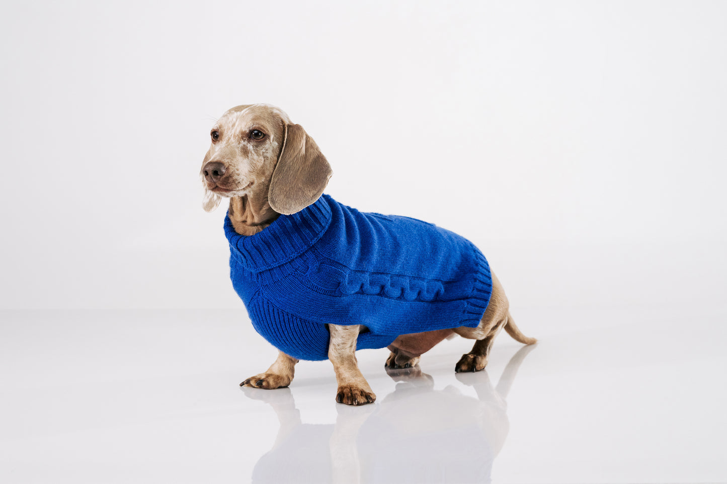 SAN MARCO - Cashmere Dog Sweater